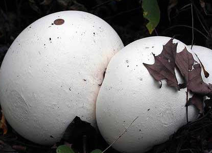   Langermannia gigantea (Calvatia gigantea)